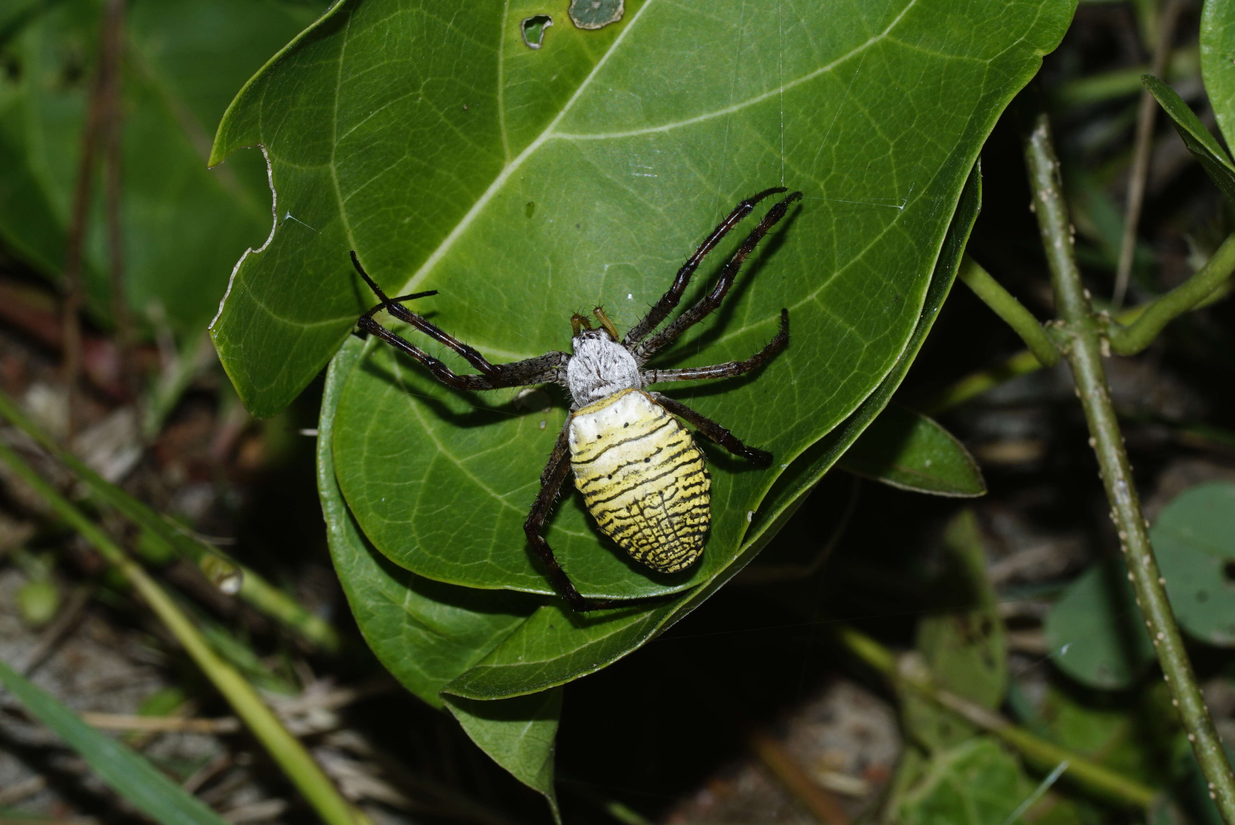 Image of Oval St Andrew's Cross Spider