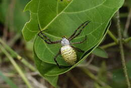 Image of Oval St Andrew's Cross Spider