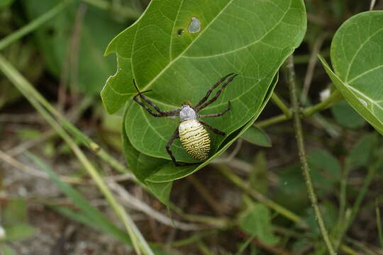 Image of Oval St Andrew's Cross Spider