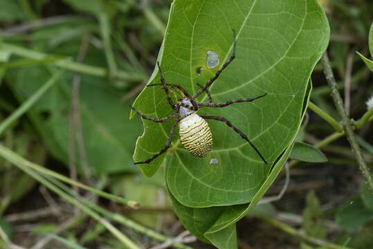 Image of Oval St Andrew's Cross Spider