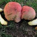 Imagem de Boletus miniato-olivaceus