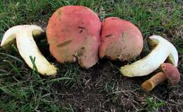 Imagem de Boletus miniato-olivaceus