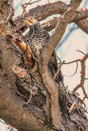 Image of Chilean Flicker