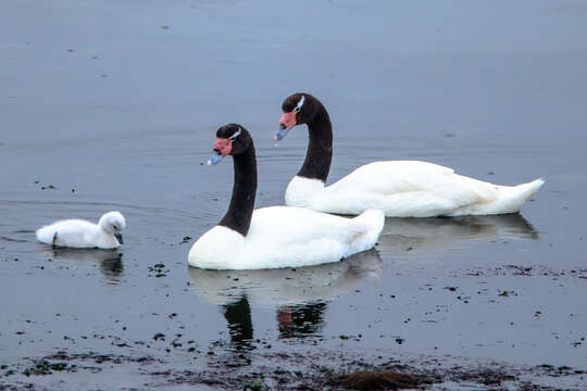 Image of Black-necked Swan