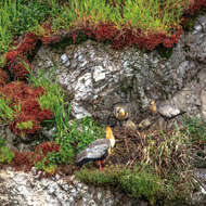 Image of Black-faced Ibis