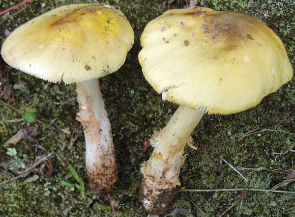 Image of Amanita flavorubens