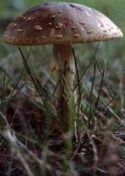 Image of Amanita flavorubens