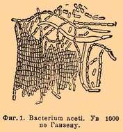 Image of Acetobacter subgen. Acetobacter