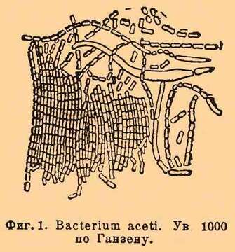 Image of Acetobacter aceti