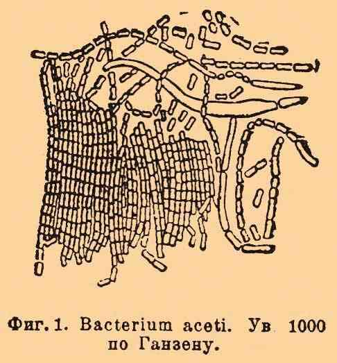 Image of Acetobacter aceti