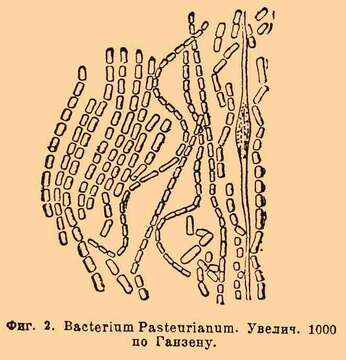 Image of Acetobacter Beijerinck 1898