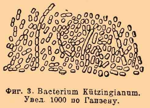 Image of Acetobacter aceti
