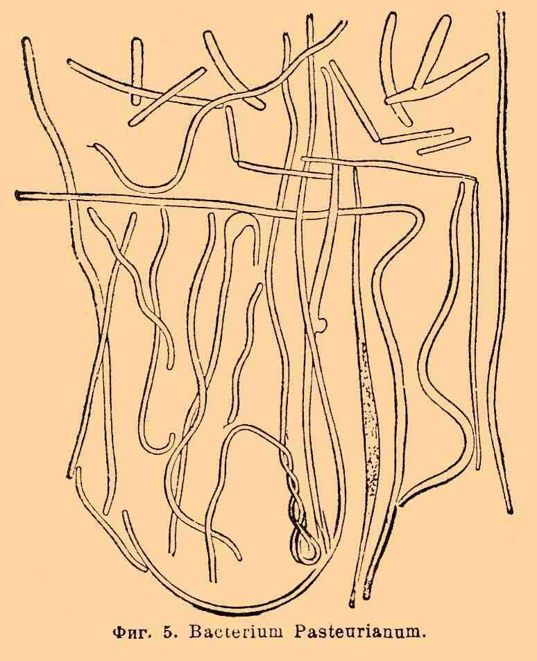 Image of Acetobacter aceti