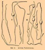 Image of Acetobacter aceti