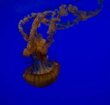 Image of Sea nettle