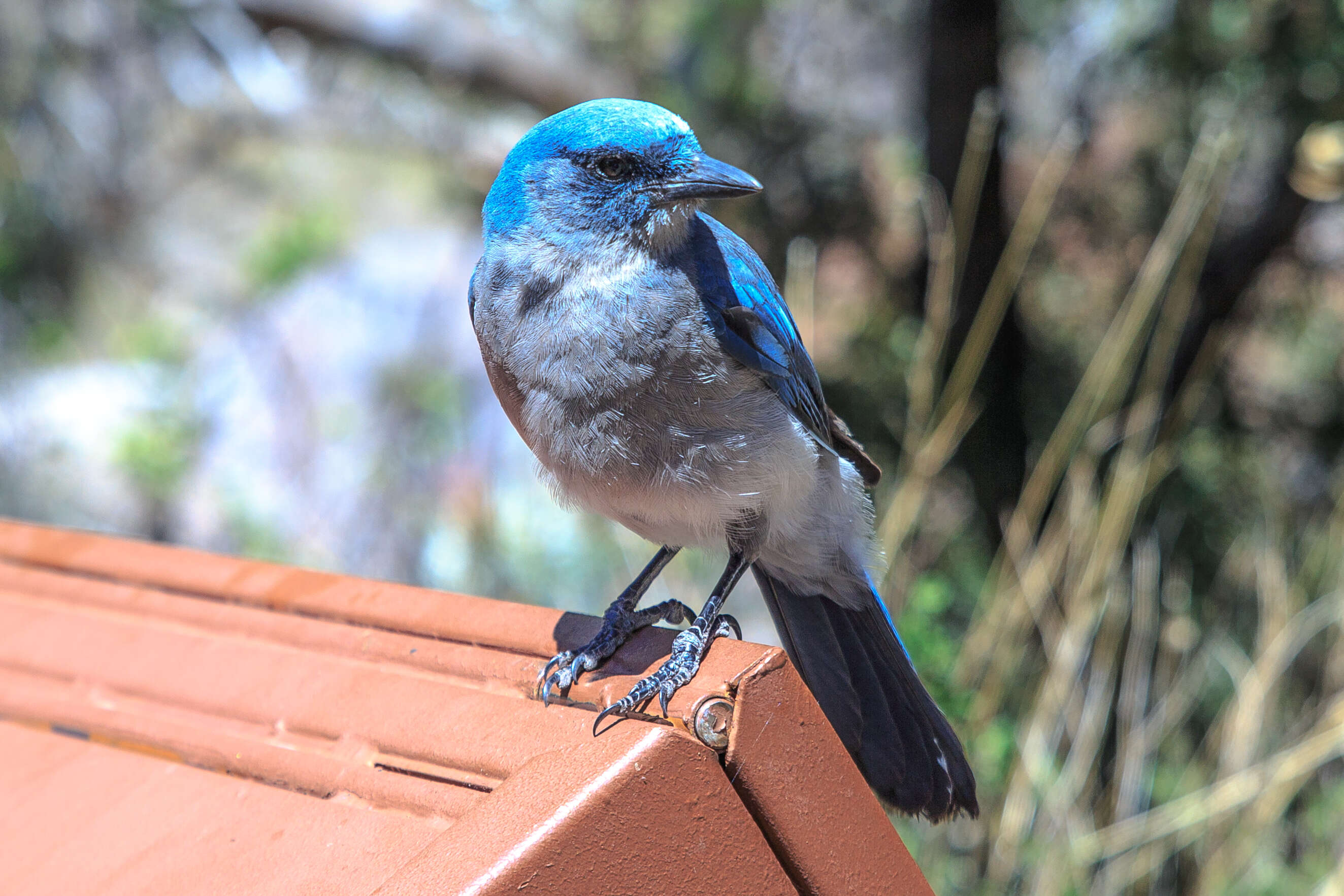 Image of Mexican Jay