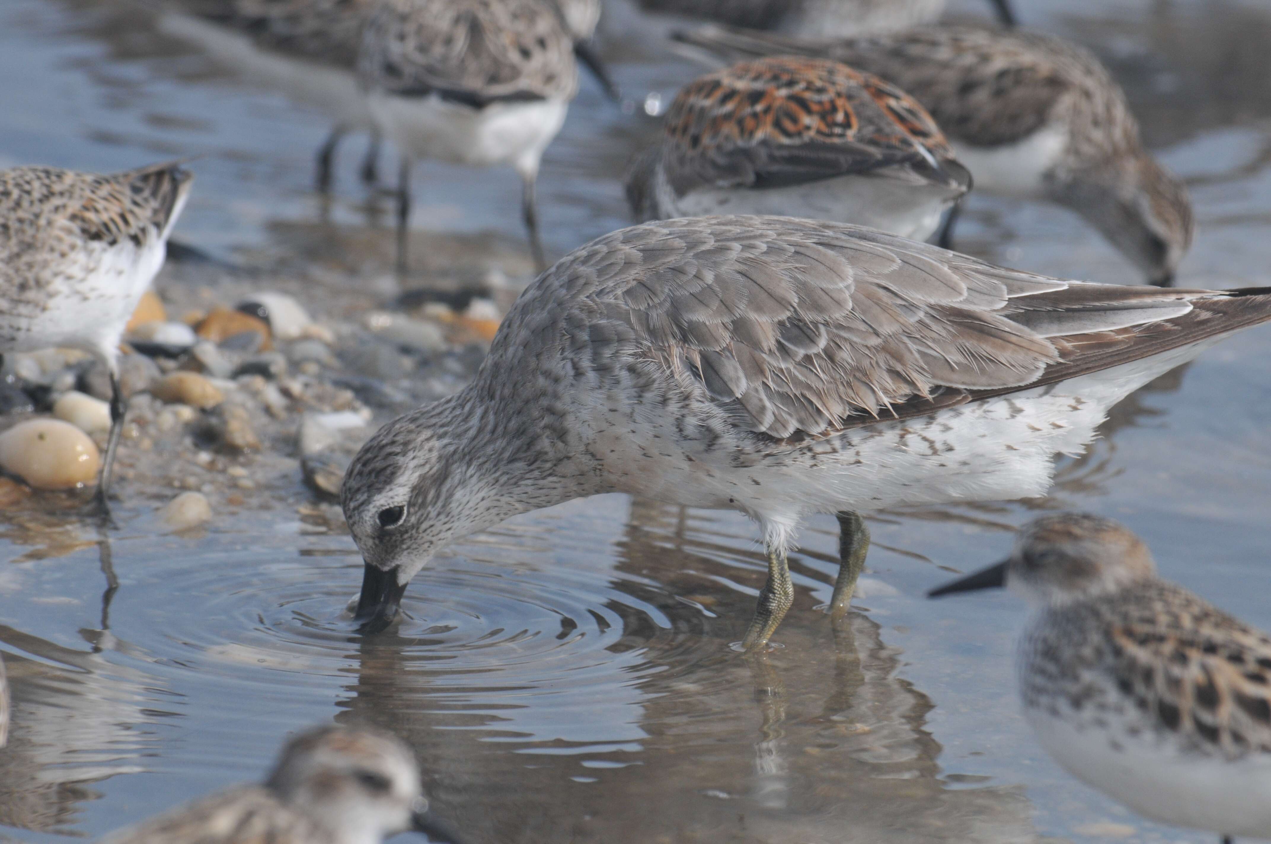 Image of Knot