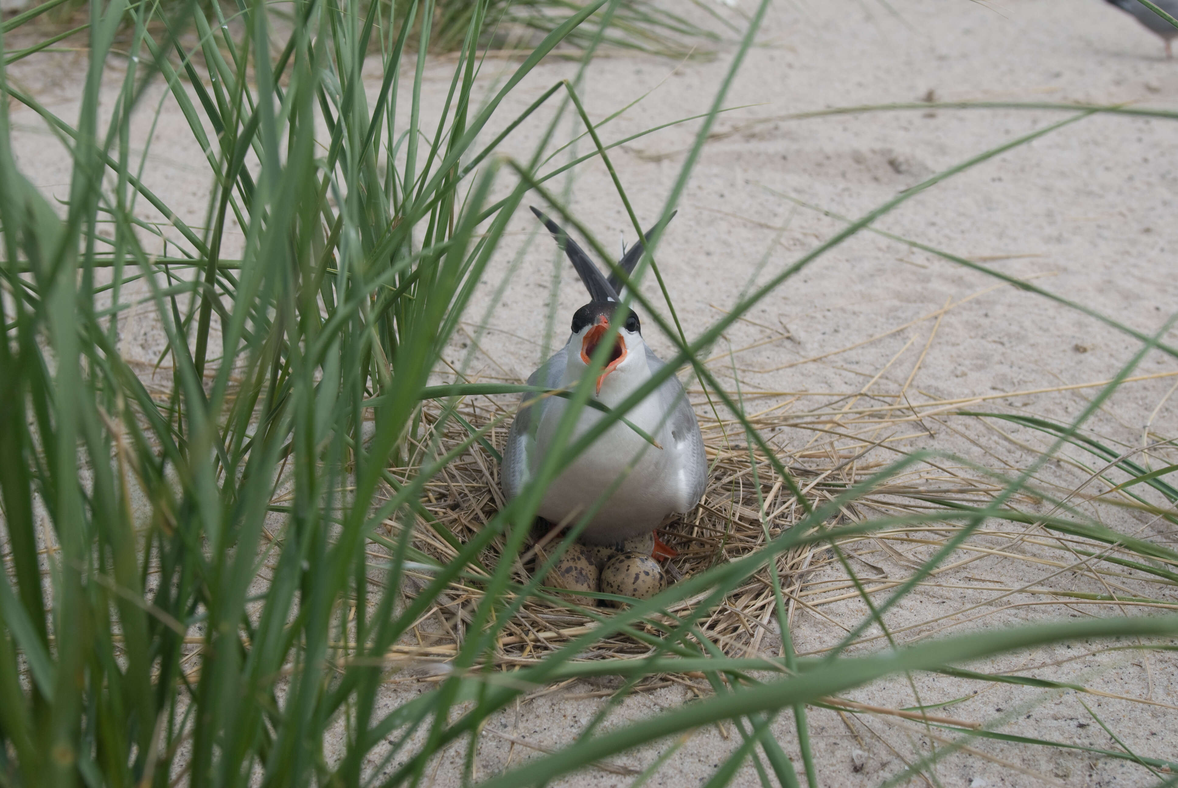 Image of Common Tern