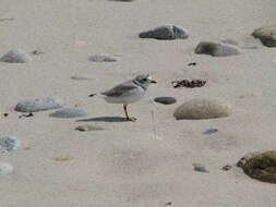 Image of Piping Plover