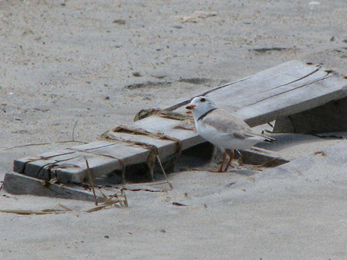 Image of Piping Plover