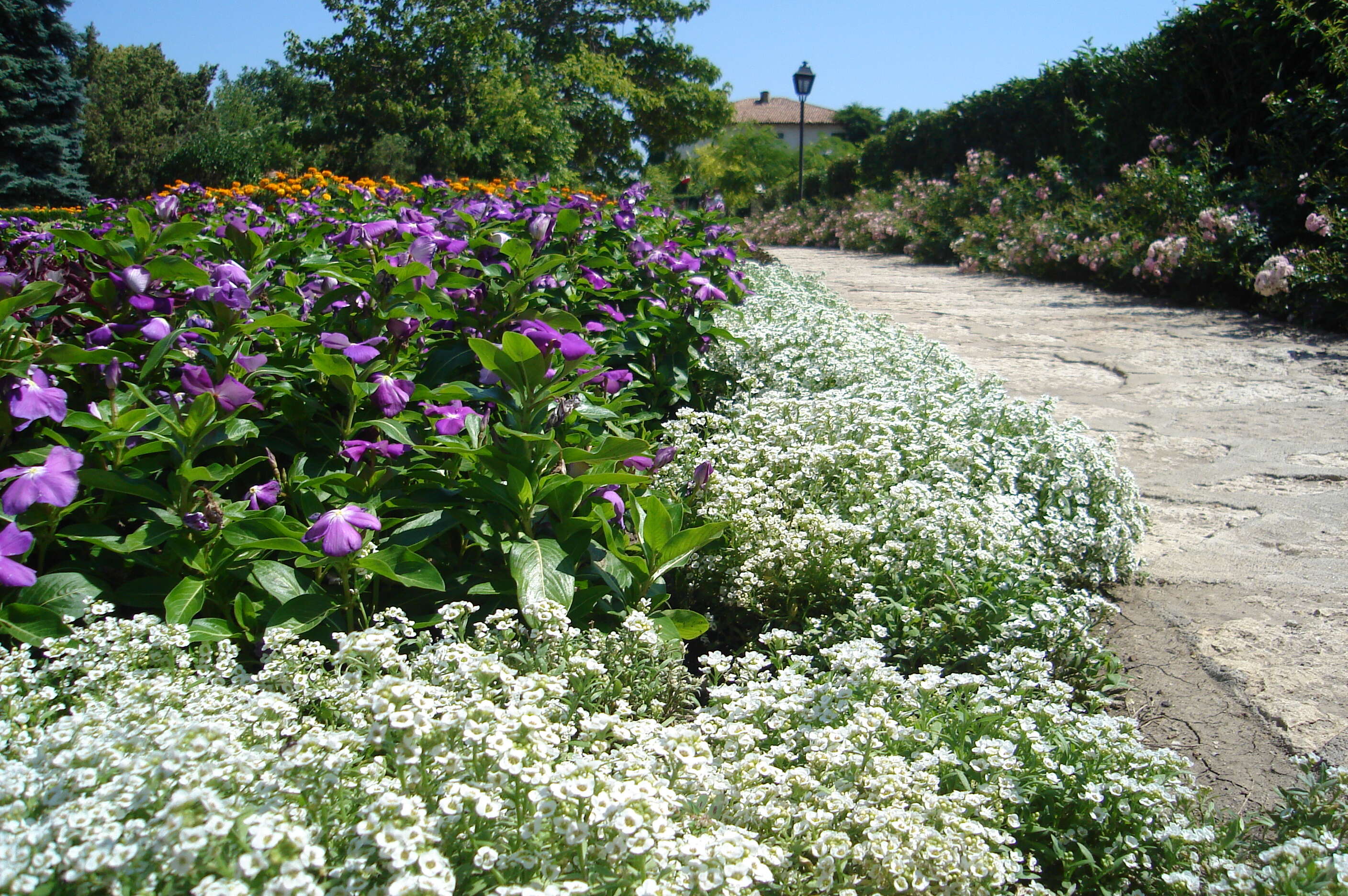 Image of Madagascar periwinkle