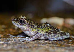 Image of Peninsular Torrentfrog