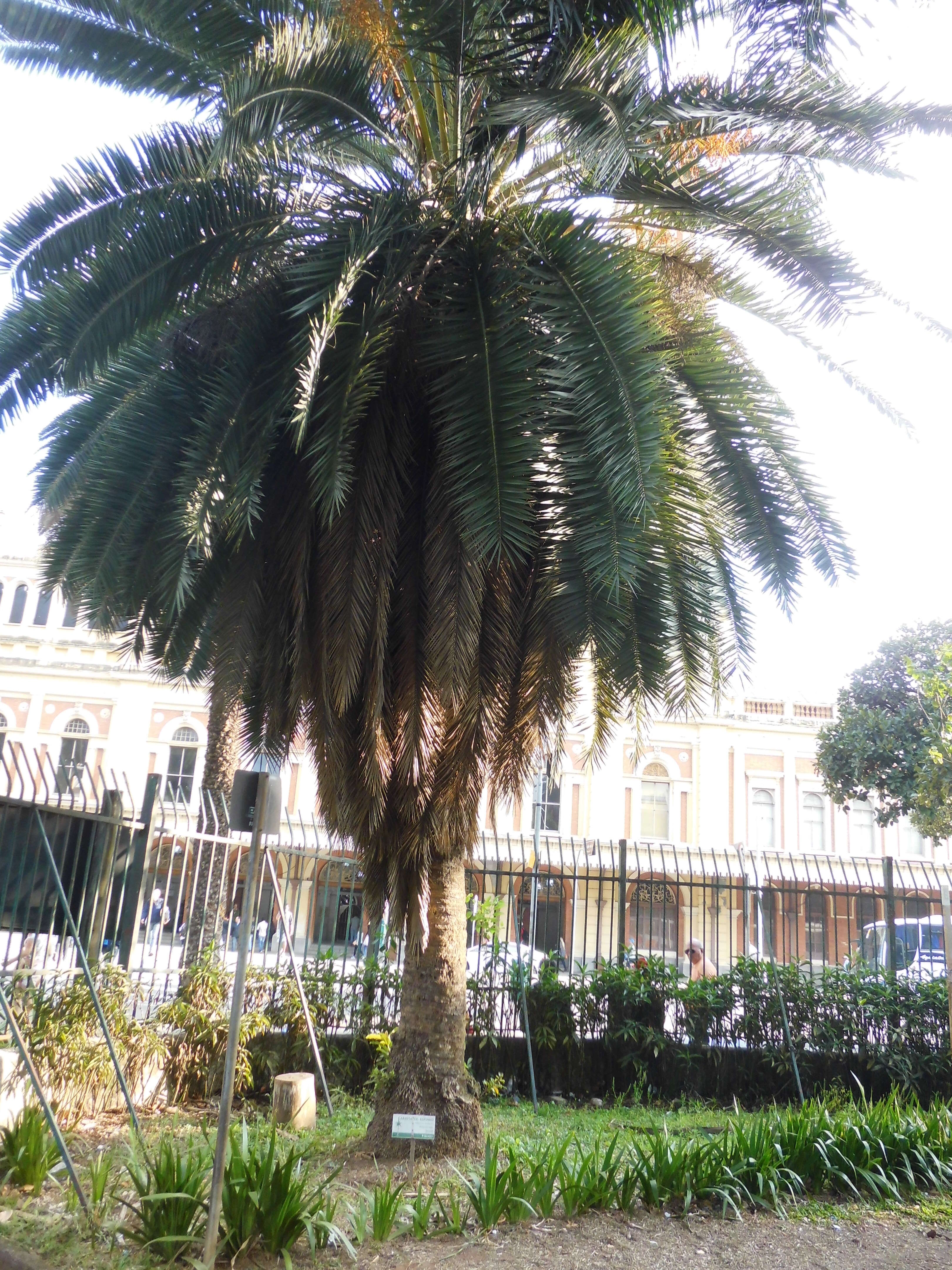 Image of coyure palm