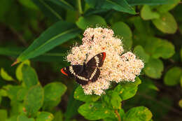 Image of Lorquin's Admiral