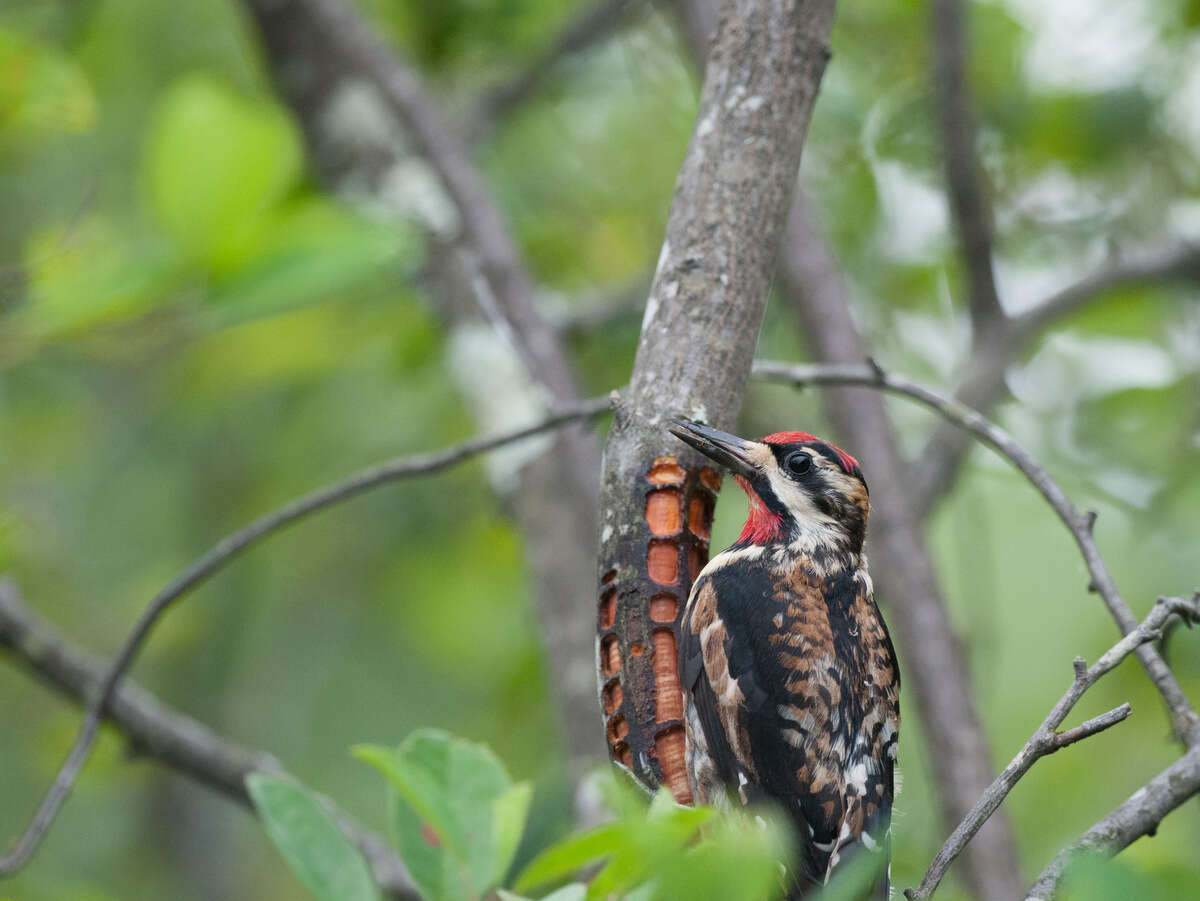 Image of Sapsucker