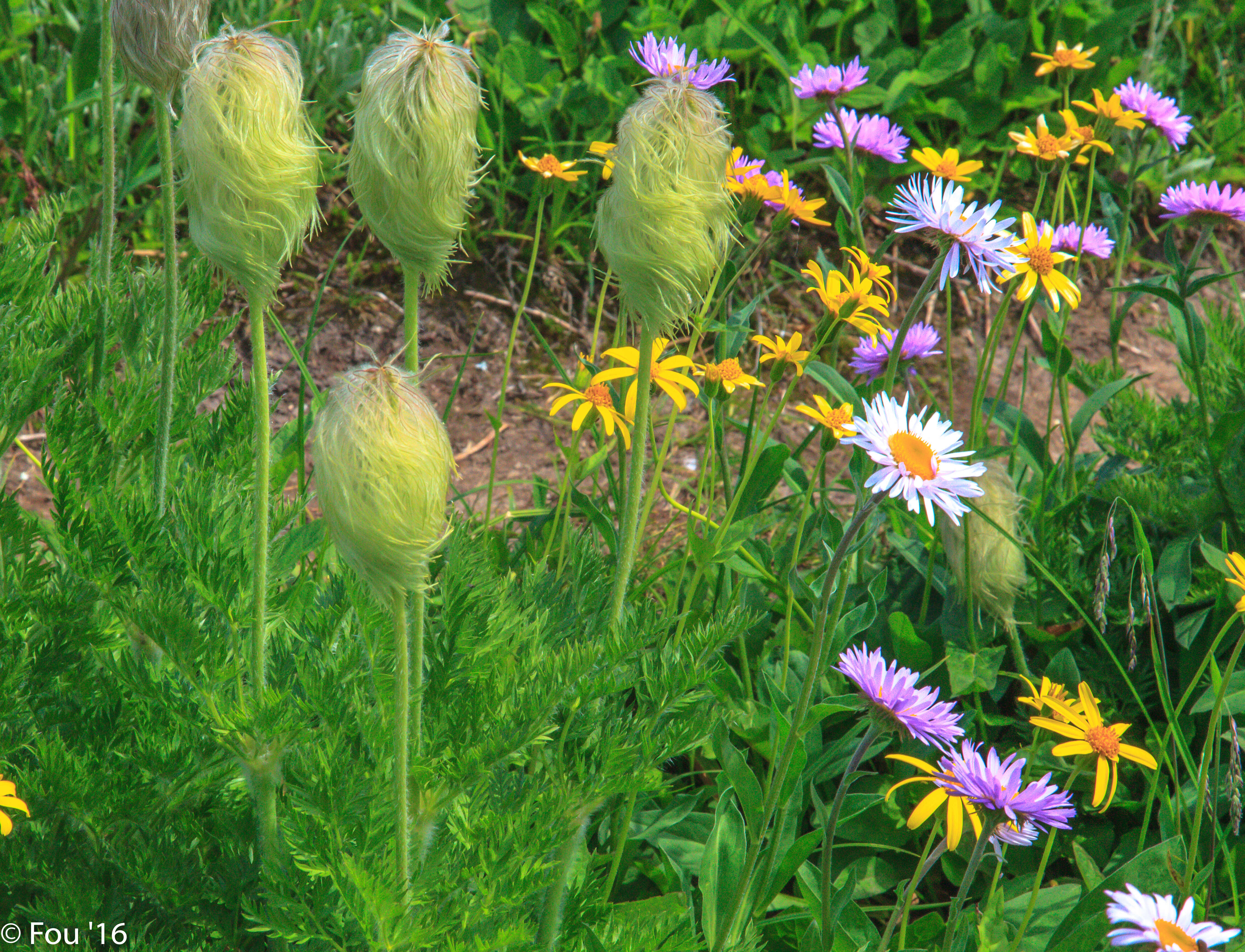 Imagem de Pulsatilla occidentalis (S. Wats.) Freyn