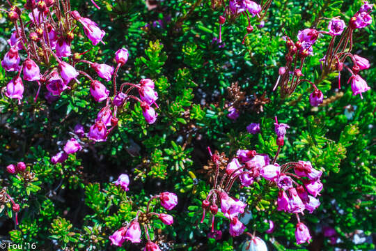 Image of pink mountainheath