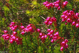 Image of pink mountainheath