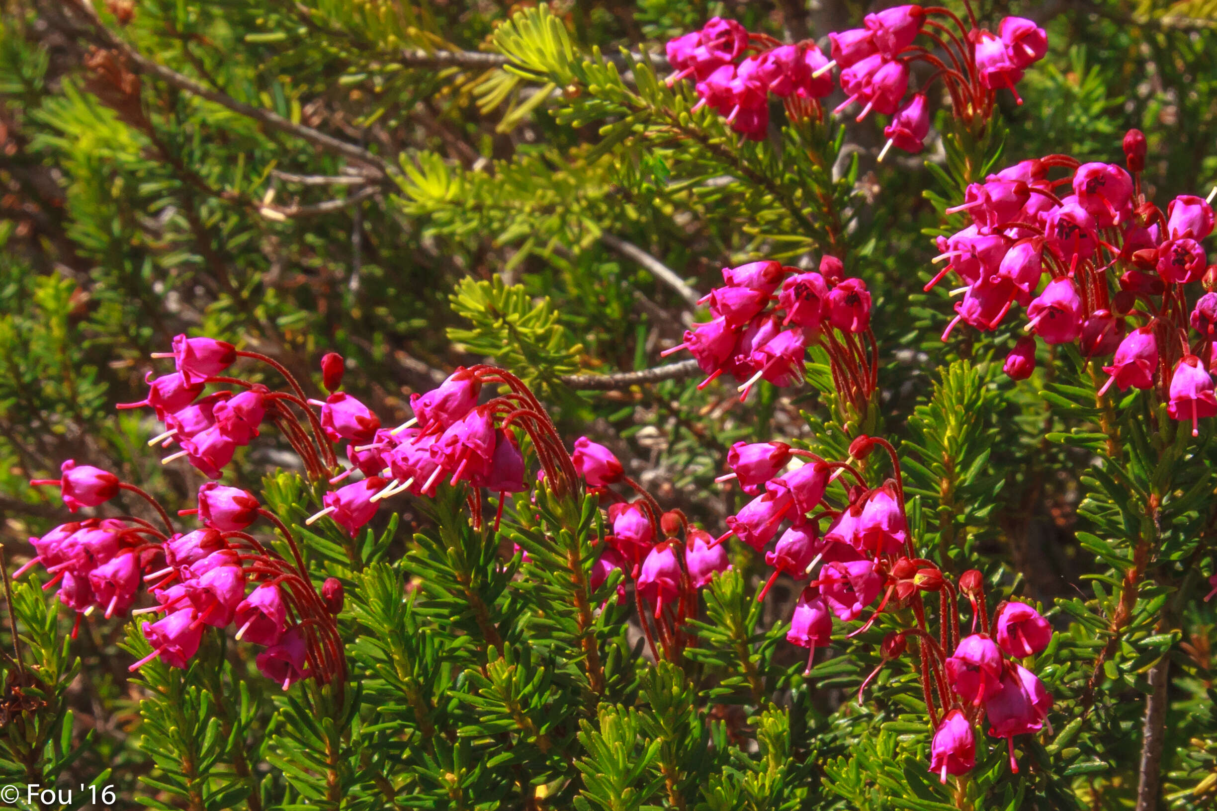 Image of pink mountainheath