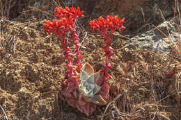 Image of roseflower stonecrop