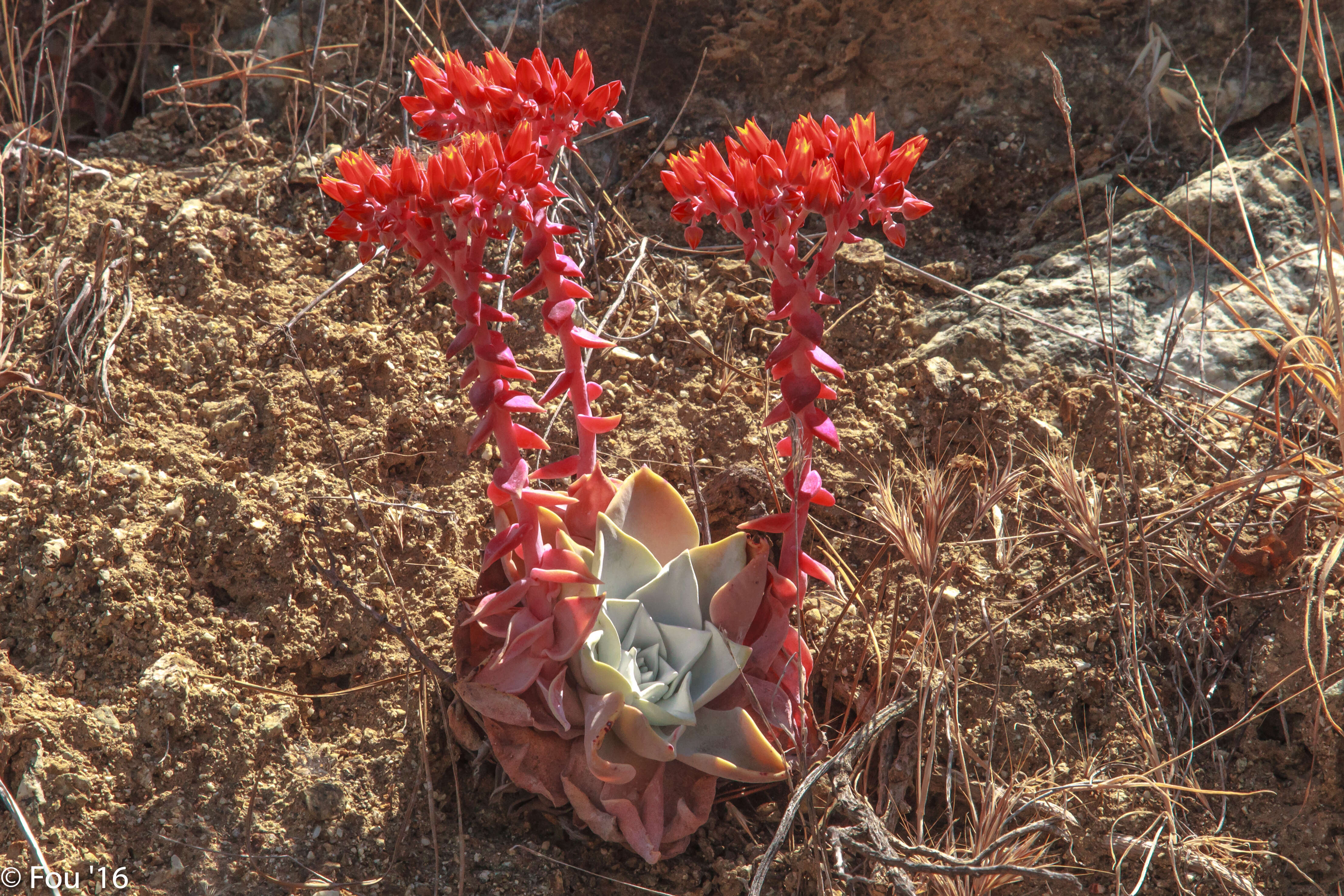 Image of roseflower stonecrop