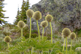 Image of white pasqueflower