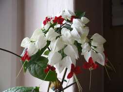 Слика од Clerodendrum thomsoniae Balf. fil.