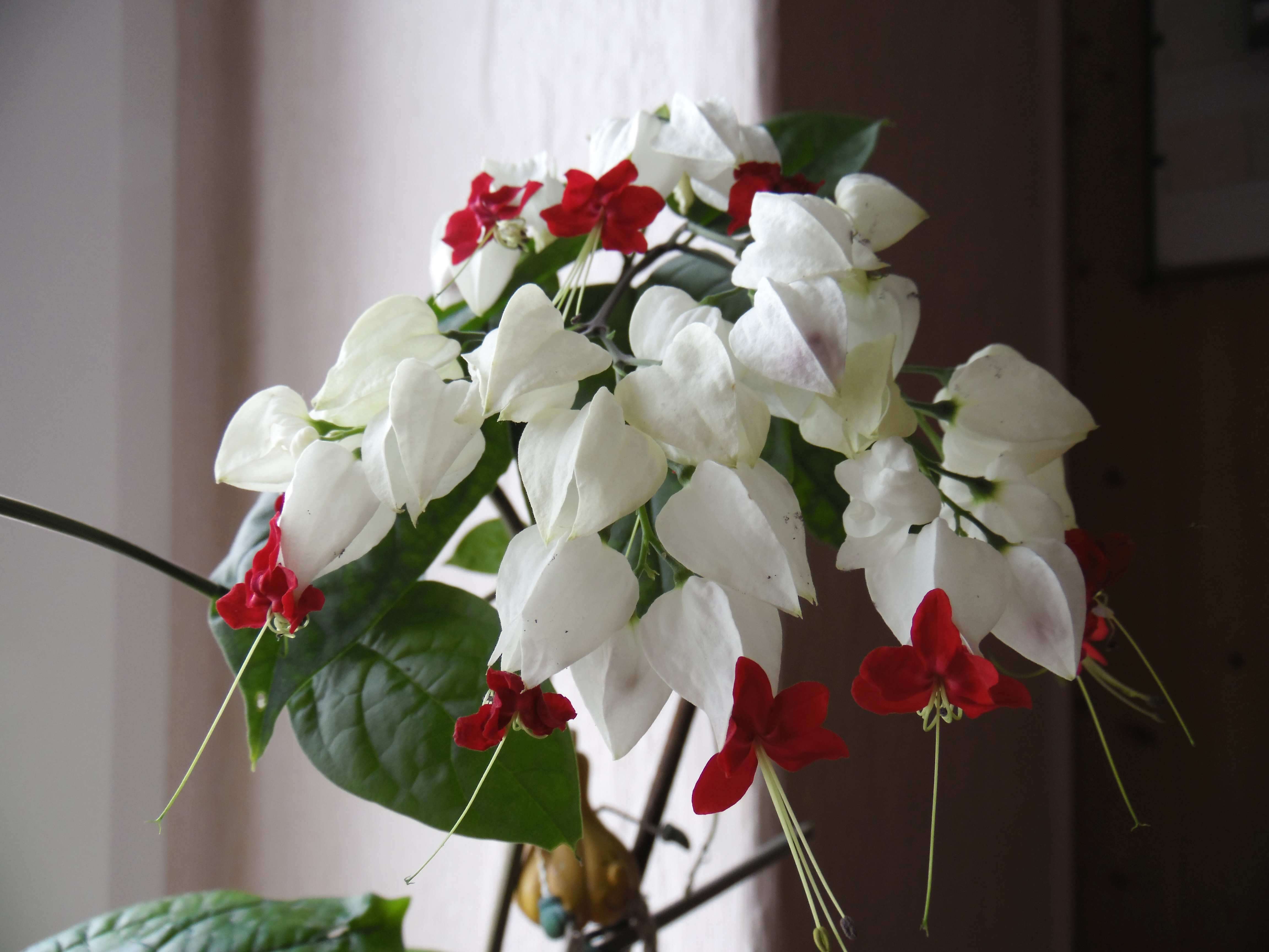 Слика од Clerodendrum thomsoniae Balf. fil.