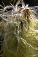 Imagem de Pulsatilla occidentalis (S. Wats.) Freyn