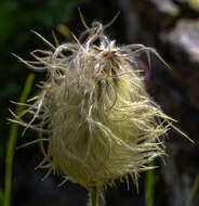 Imagem de Pulsatilla occidentalis (S. Wats.) Freyn