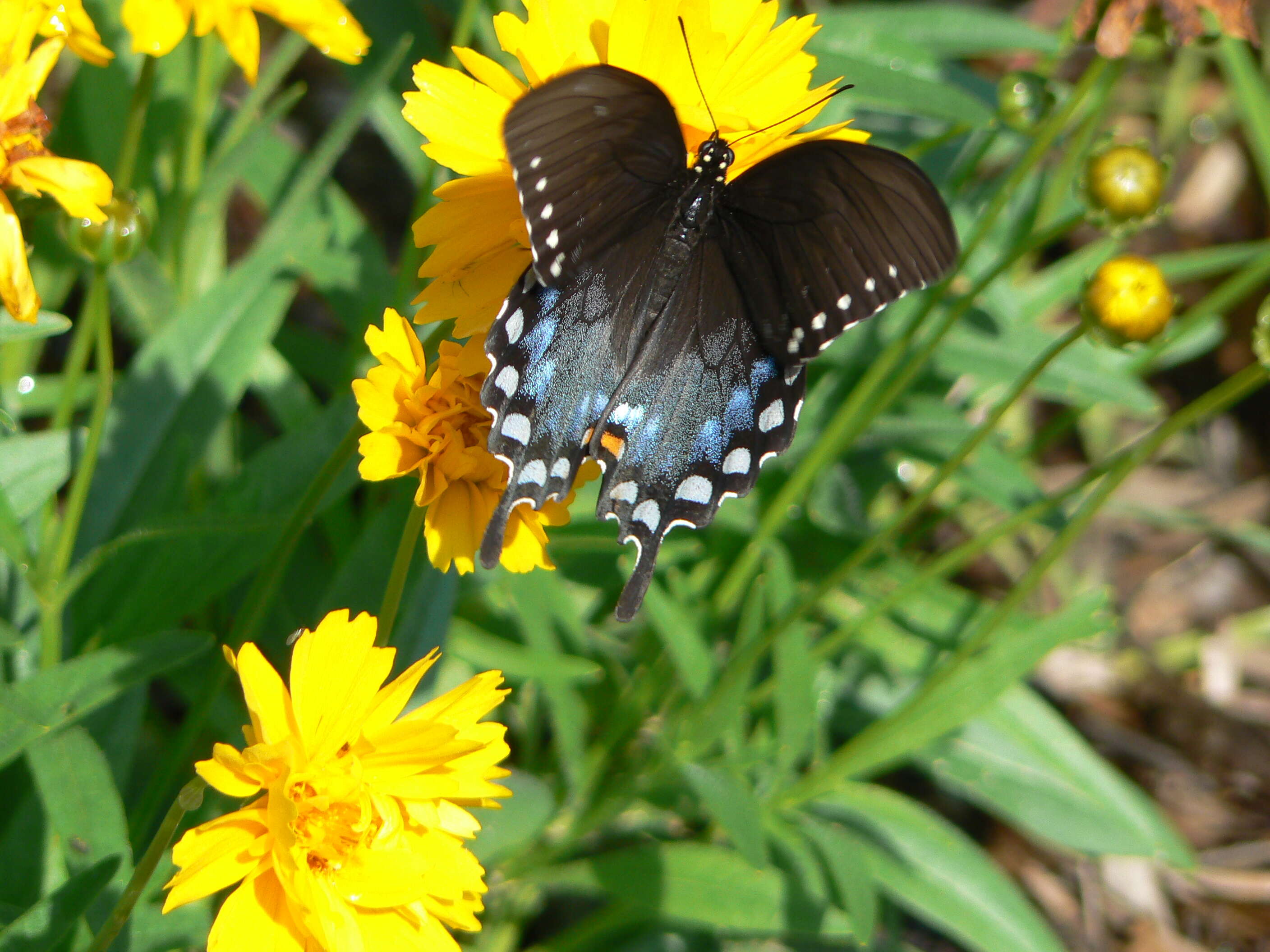 Image of Spicebush swallowtail