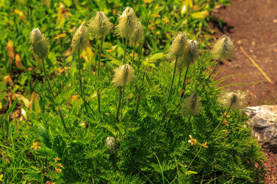 Image of white pasqueflower