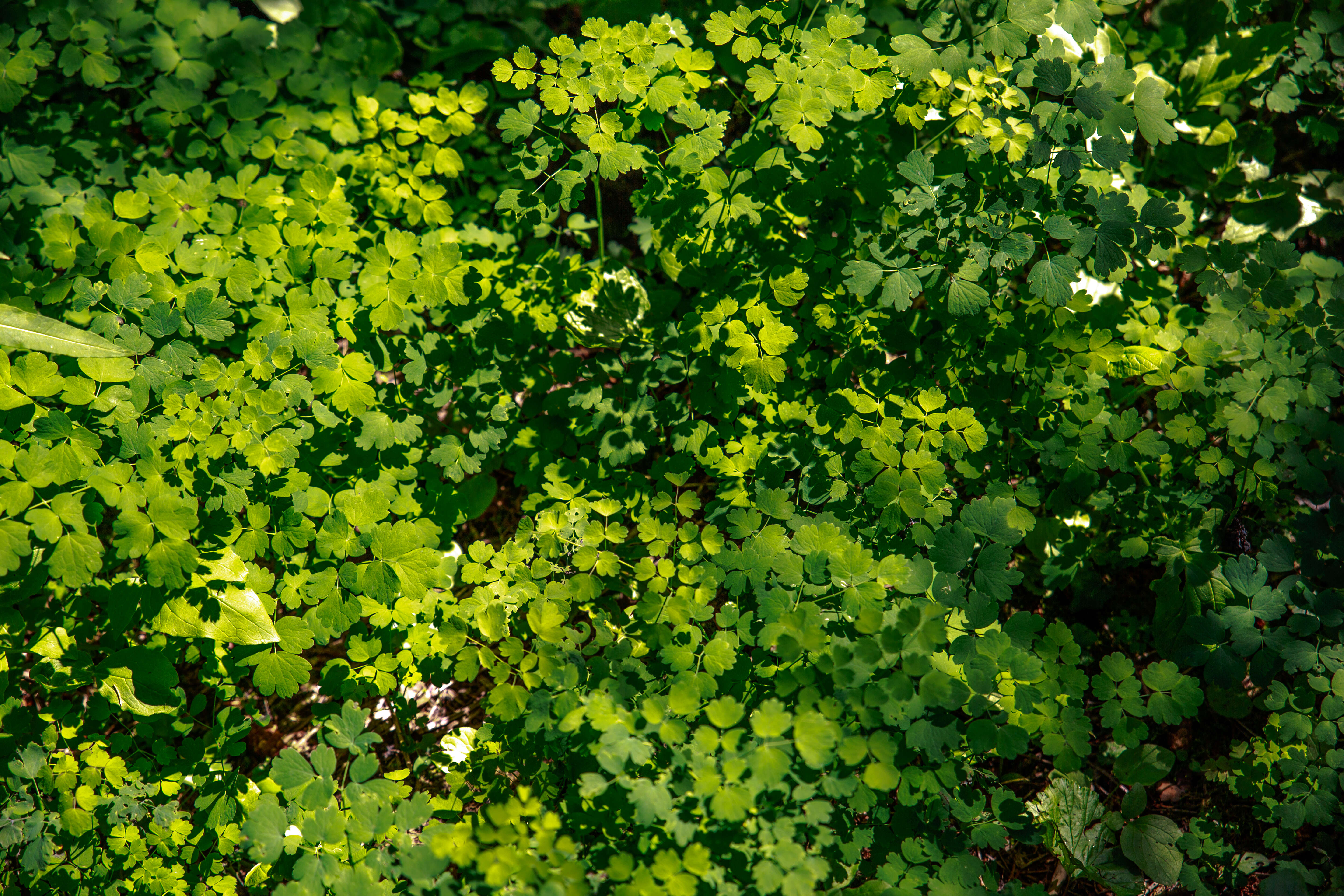 Image of western meadow-rue