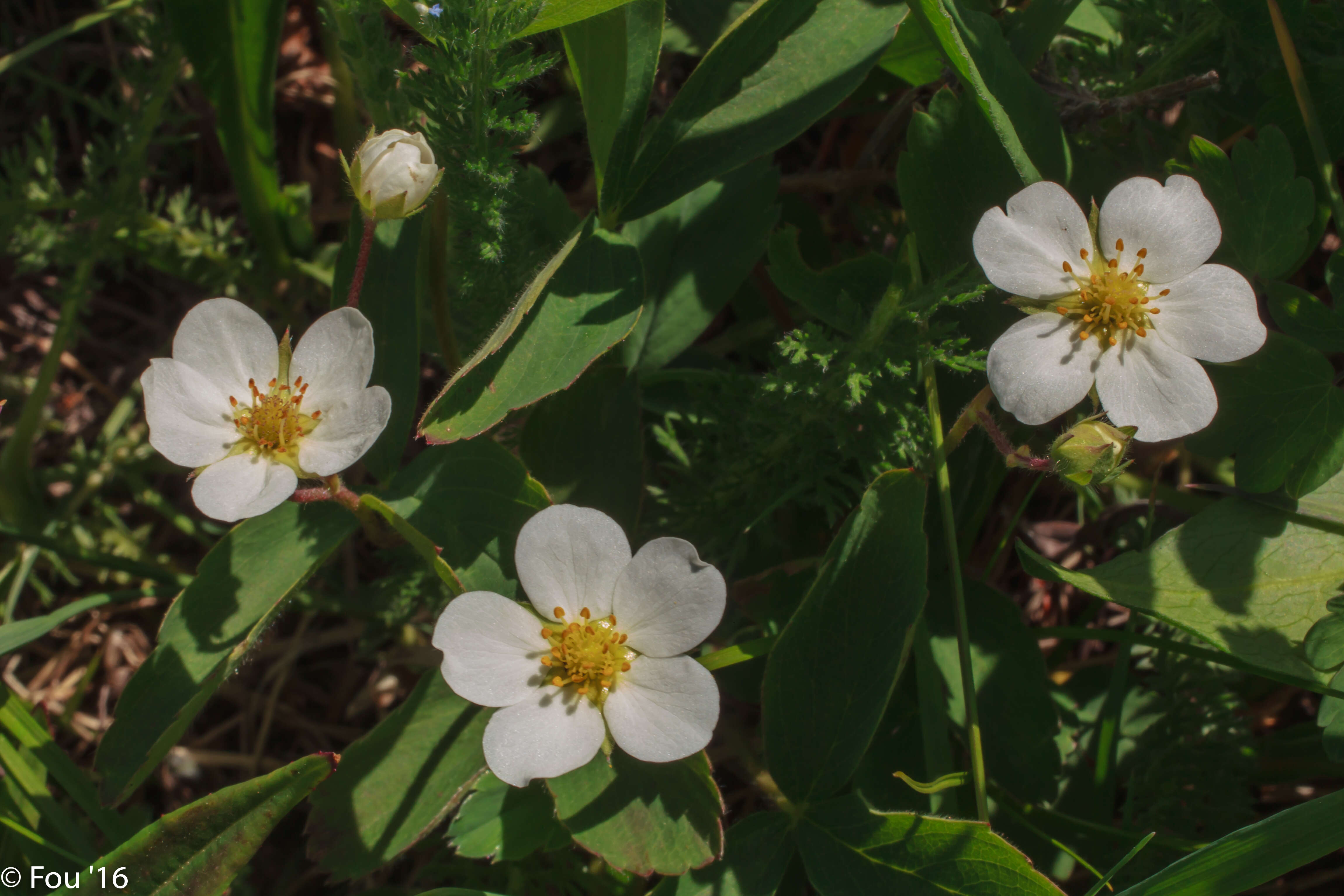 Image of Virginia strawberry