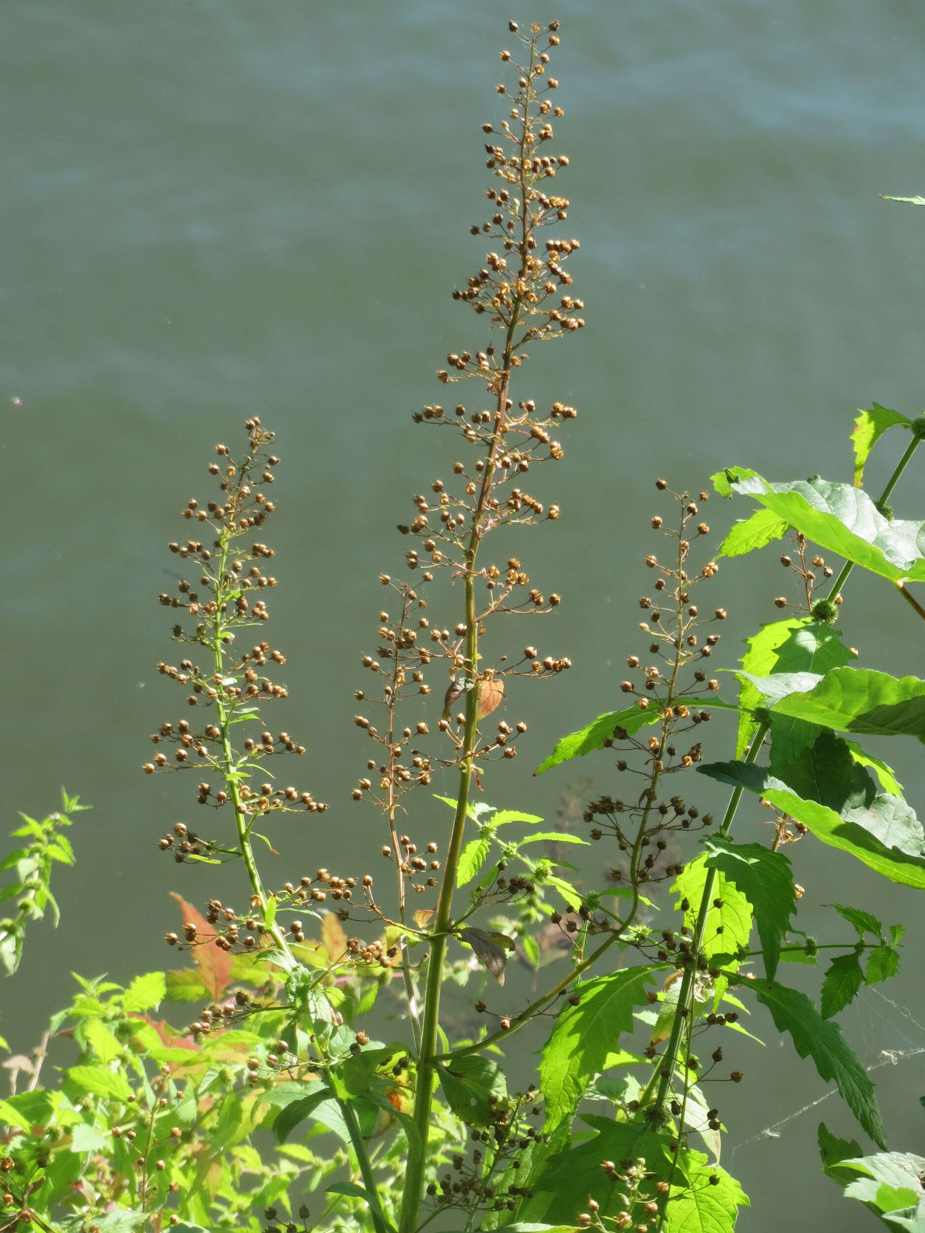 Scrophularia umbrosa Dum. resmi