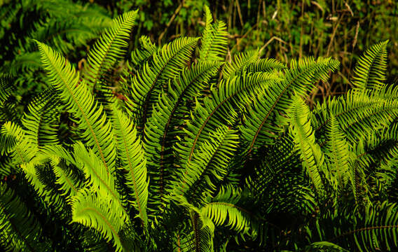 Image of western swordfern