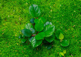 Image of salal