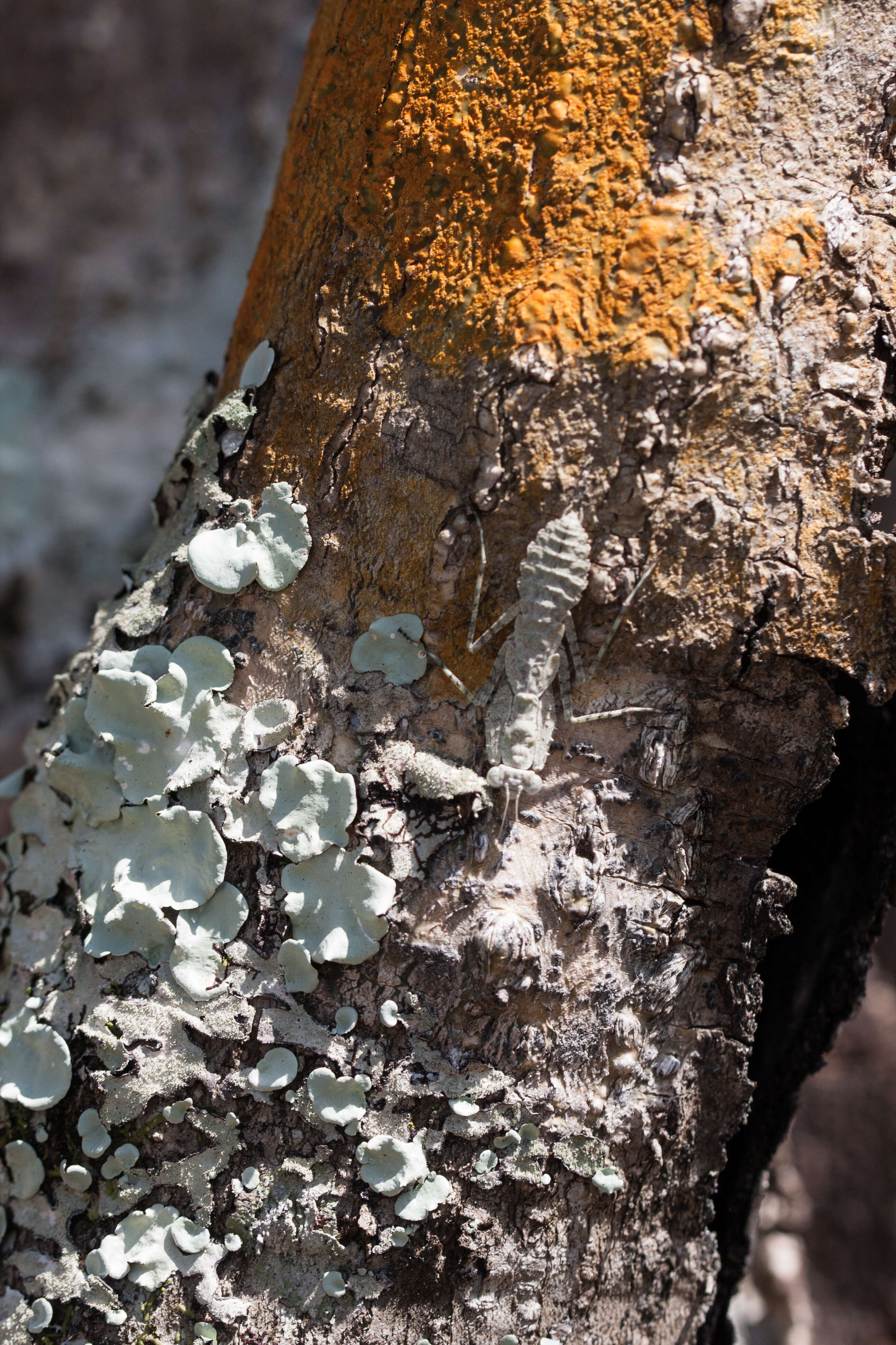 Image of Grizzled Mantid