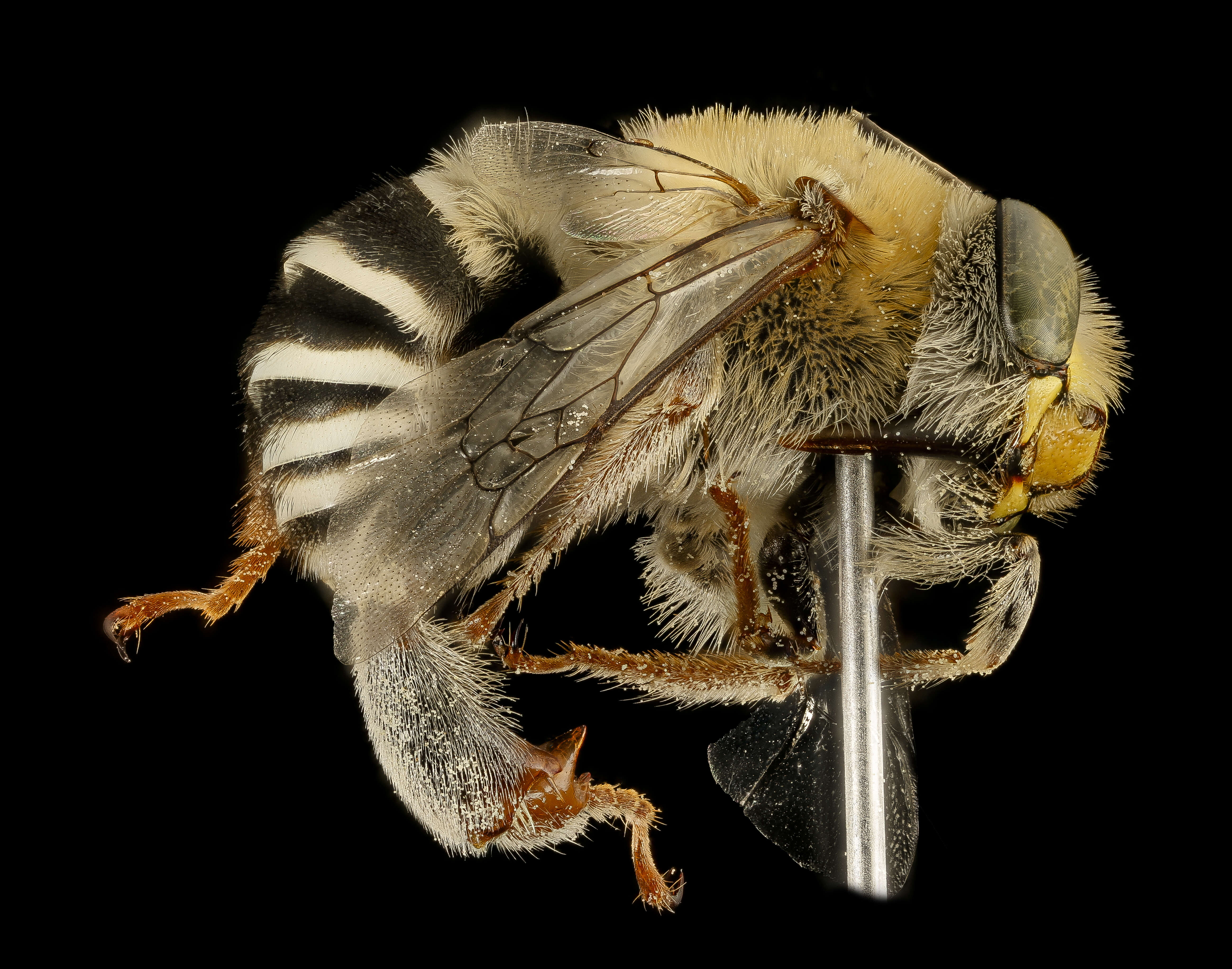 Image of California Anthophora