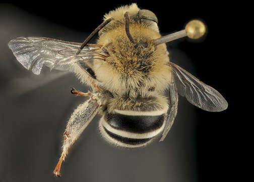 Image of California Anthophora